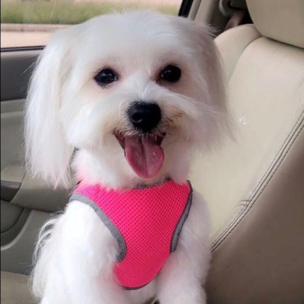 Meet your Posher, Janet